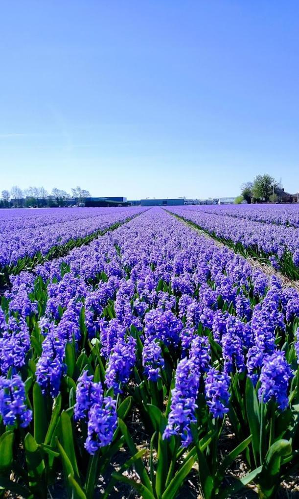 B&Bslapenopeeneiland Kaag Luaran gambar
